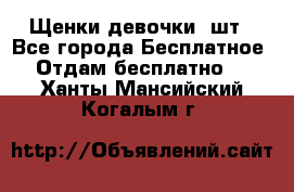 Щенки девочки 4шт - Все города Бесплатное » Отдам бесплатно   . Ханты-Мансийский,Когалым г.